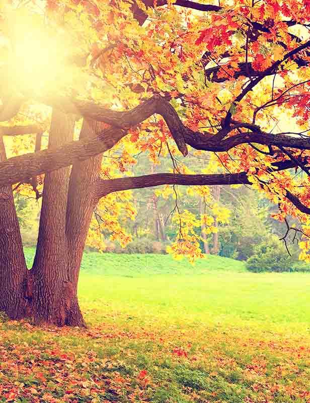 Autumn Scenery With Sunshine Photography Backdrop  N-0097 Shopbackdrop