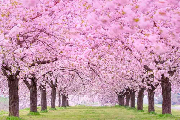 Blooming Cherry Flower Tree Beside Road Photography Backdrop J-0354 ...